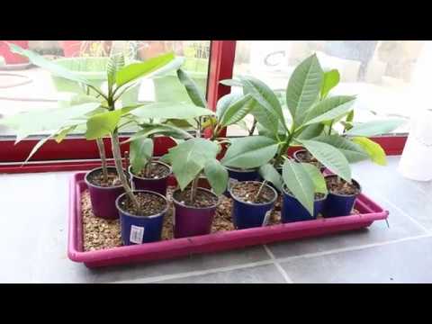 Vidéo: Plumeria Care : Comment faire pousser Plumeria