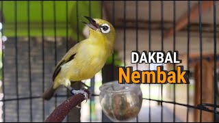 The Dakbal Pleci Bird is a Singing Bird, Perfect for Training Real Pleci Birds