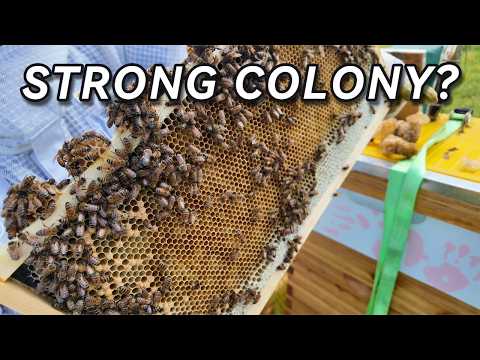 Real-Time Beekeeping | What a Healthy Hive Should Look Like