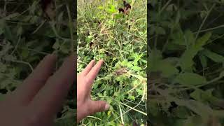 Smart Grass Cutting Machine in Action 🌿 Powerful Farming Tool for Fast Cleaning & Heavy Grass Cut 🚜🔥