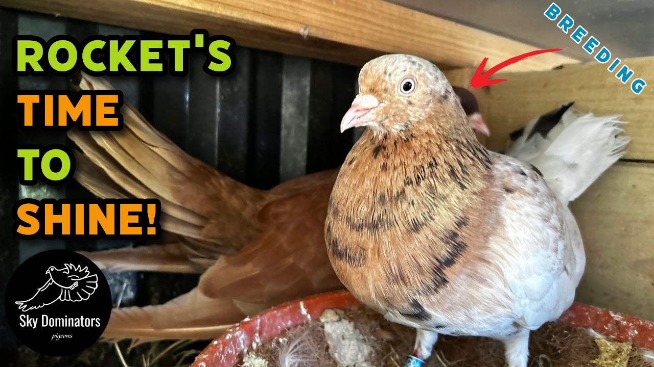 Я допустил ошибку... Ракета может стать отцом!?!