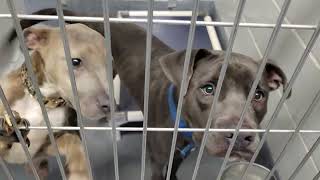 acs A674753 A674754
