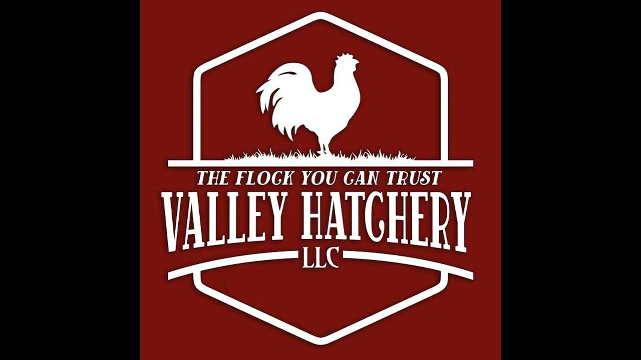 Chicken Support Insights - Episode 5: Why Hens Stop Laying