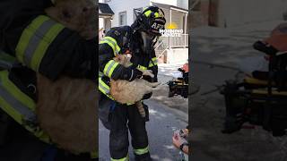 Firefighters sprang into action to save a cat from a house fire in Amsterdam this weekend.