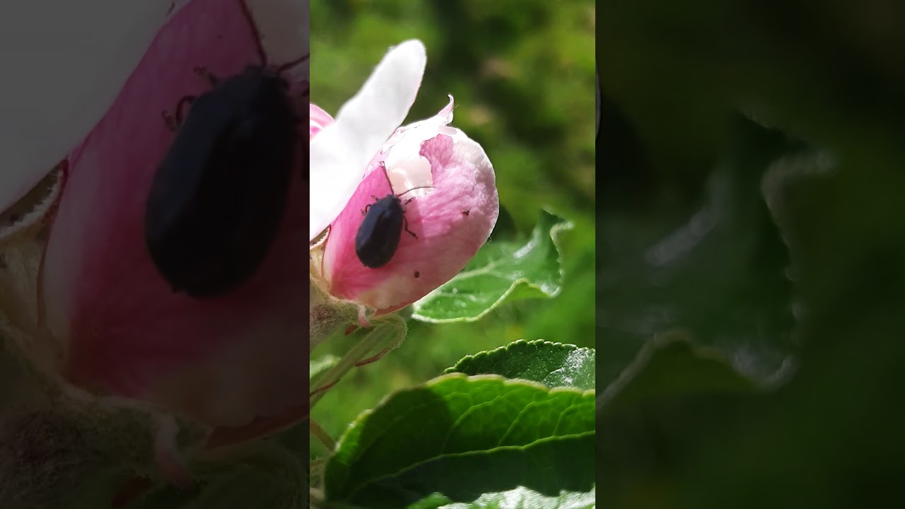 Beetles on a apple flower -  bjalla á eplablómi - Vantar nafn - I neeed ID please