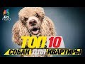 Топ 10 собак для квартиры\Top dogs for the apartment