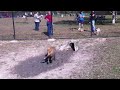 Hilarious St. Bernard turns into total mud pig! Must see! Absolutely hilarious! This is part 2!!