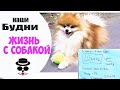 Соотношение Белка и Жира в корме | Жизнь с Собакой