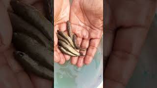 Download Lagu kitne rang birangi chhoti chhoti pyari pyari machhliyan Hain Aaj ham ine#viral #machhali 🎣🎣🐟🐟#viral MP3