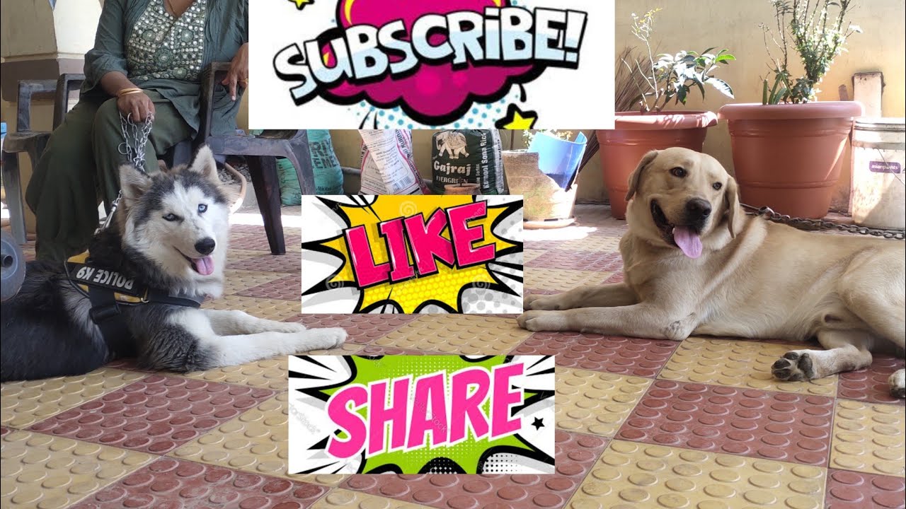 Siberian Husky Vs Labrador Fighting ll Best Family Dogs ll 🧿🐕ll Simba