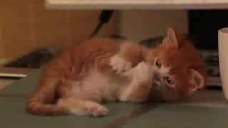 Самые смешные рыжие котики здесь!!!!Смотреть всем!!! Самые смешные рыжие котики здесь!!!!Смотреть всем!!!