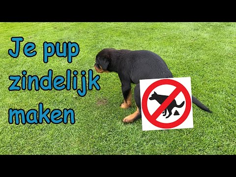 Video: Hoe een grote hond te bekennen bang voor water