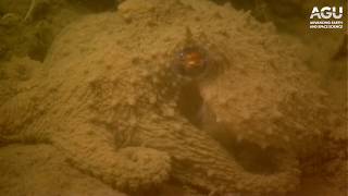 Can you spot this octopus blending in to the seafloor