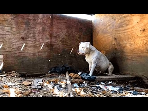 वीडियो: अपने स्थानीय पशु आश्रय में मदद करने के लिए 5 तरीके