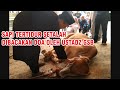 Ini Cara Syari'ah Merobohkan & Menyembelih Sapi