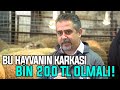 Bu Hayvanın Karkası Bin 200 TL Olmalı!