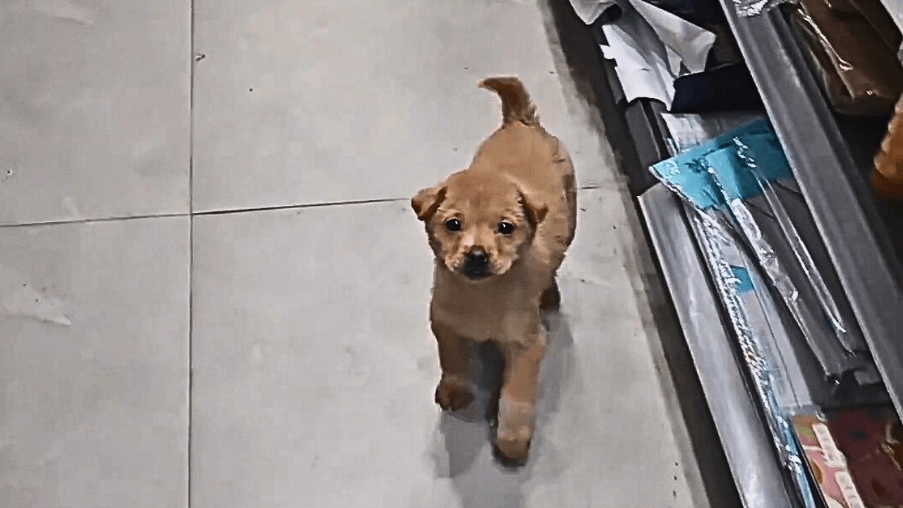 «Тогда оставайся и будь моим маленьким продавцом!»Однажды зашёл щенок; его накормили, и он остался.