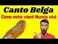 Canto Canário Belga Campainha