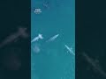Take a break and have a quiet moment with whales 🐋 #Shorts #Whales #BBCEarth #4K #Wildlife #Animals