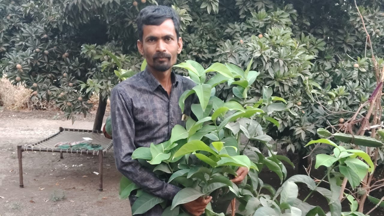  ✨જાંબુડા વિષે ખેતી ava vidiyo jova mate subscribed karo✨