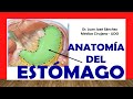 🥇 Anatomía del ESTÓMAGO. Fácil, Rápida y Sencilla