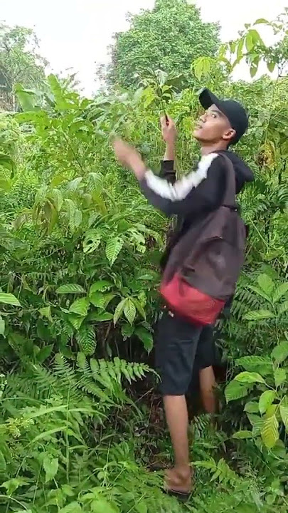 rencananya mikat burung sogon dan turun lah Zeus ⚡ #burungkicaudialamliar