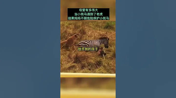 母爱的伟大 - 天天要闻