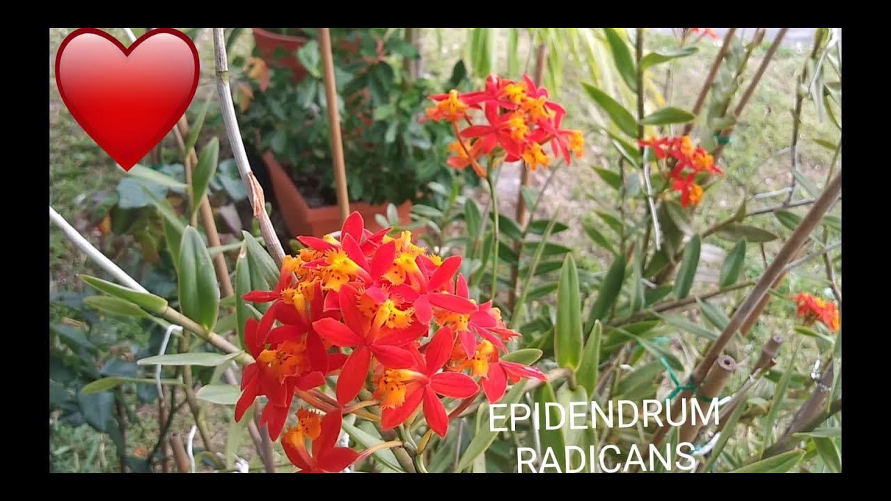 👉 ORQUIDEAS TERRESTRES/EPIDENDRUM RADICANS( Orange-naranjado)👈  #AnaOrquideasTV - thptnganamst.edu.vn