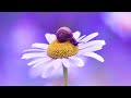 Peaceful Energy Music | Miracle Music 432Hz | Soothing Meditation | Detoxing Your Heart