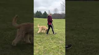 Trained Australian Labradoodle  Molly