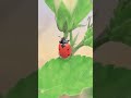 One of the beautiful hibiscus flowers|Home Gardening |#flowers #youtubeshorts#shorts 15 May 2026