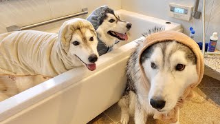 【大型犬】ハスキー犬3頭まとめて洗ってみた...　【シベリアンハスキー】