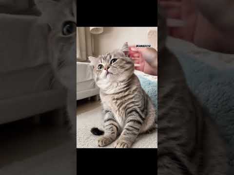 Kitten loves hooman