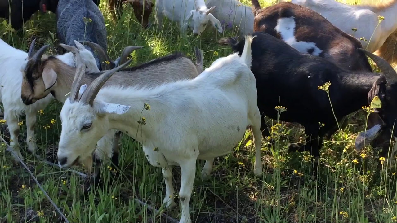 The Vahana Goats eating Yellow Hawkweed