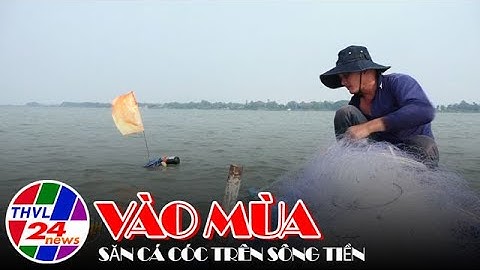 Vào mùa săn cá cóc trên sông Tiền