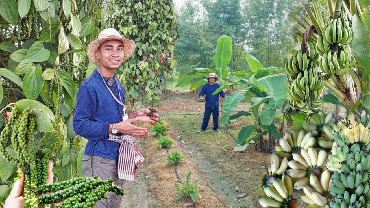 เกษตรผสมผสานไม่มีสูตรตายตัว!! ทำแบบนี้เกษตรกรจะอยู่รอดในช่วงผลผลิตราคาตก!! #ยางพาราและสวนปาร์ม