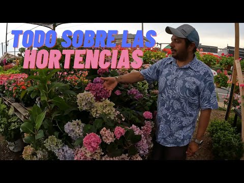 Video: Tipos de plantas de hortensias: diferentes plantas de hortensias para el jardín