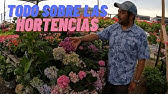 Variedades de hortensias - Decogarden - YouTube