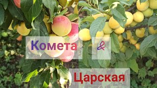 видео: Алыча Комета & Царская.Самые ранние сорта. Обзор плодоношения2021года. картинка: Алыча Комета & Царская.Самые ранние сорта. Обзор плодоношения2021года.