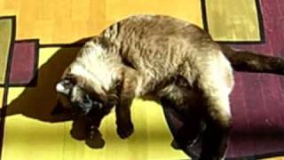 Loud Siamese Cat - Part 6 - Sienna Shows Off Her Belly