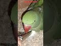 Alexander 🦜 Parrots female Eggs 🥚 laying 😋