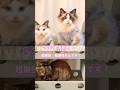 【CAT】超最強 #shorts #cat #cats #cute #猫動画 #猫 #かわいい猫 #可愛い猫