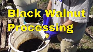 Black Walnut Processing
