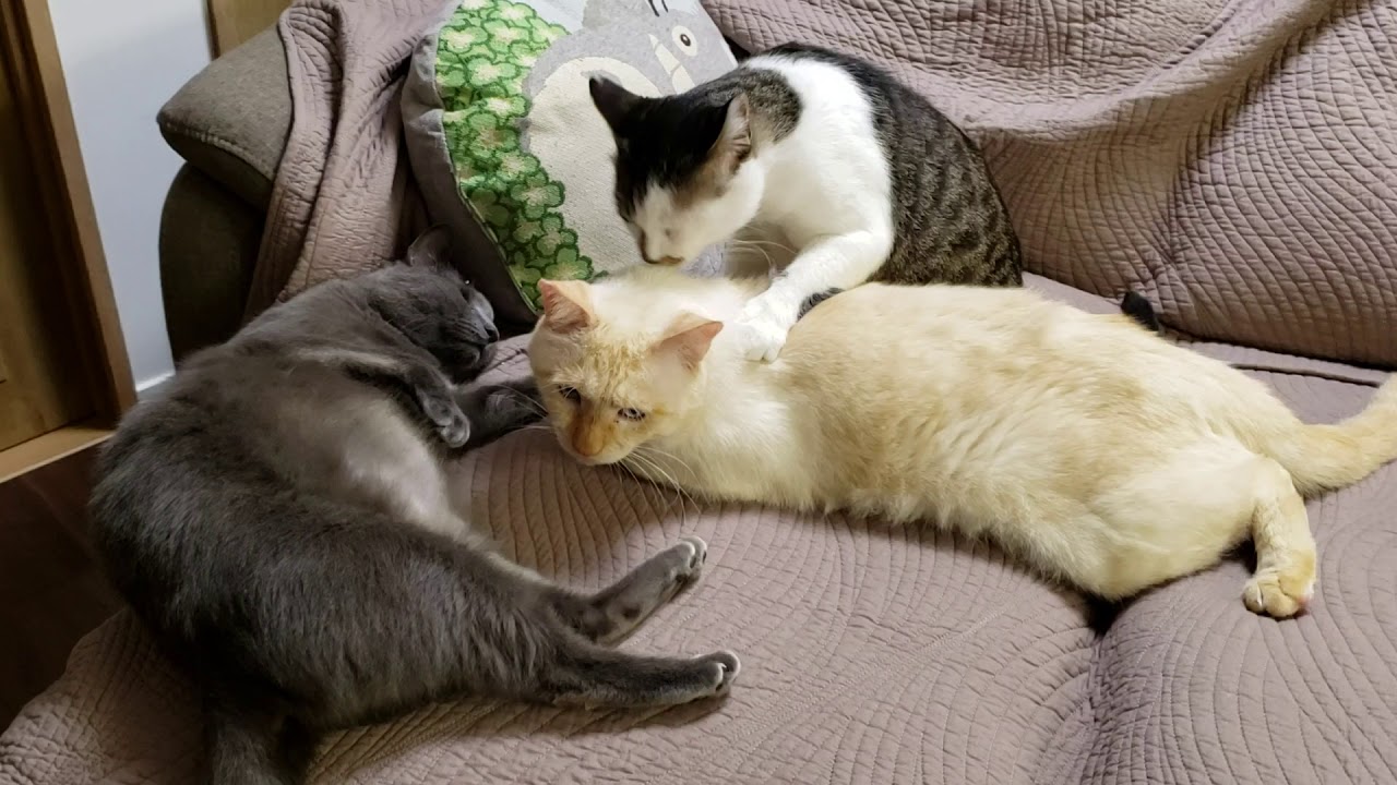 犬猫救済の輪 ｔｎｒ日本動物福祉病院