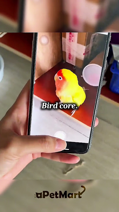 Bird Core.  #birds #bird #cute #funnyanimals #petvideos #birdsofinstagram  #birdcore #fyp #funnypets