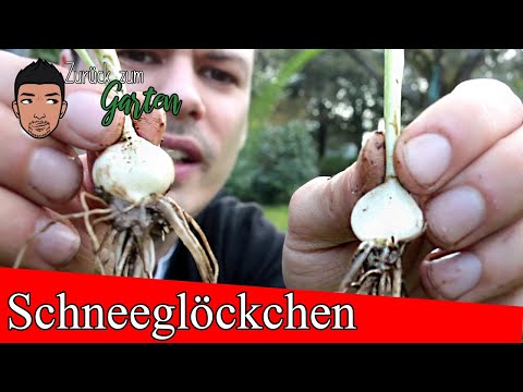 Video: Wie züchte ich Schneeglöckchen?