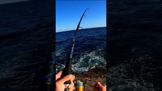 Live Bait Targeting Kingfish Or So I Thought 