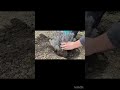 #саджанці лаванда