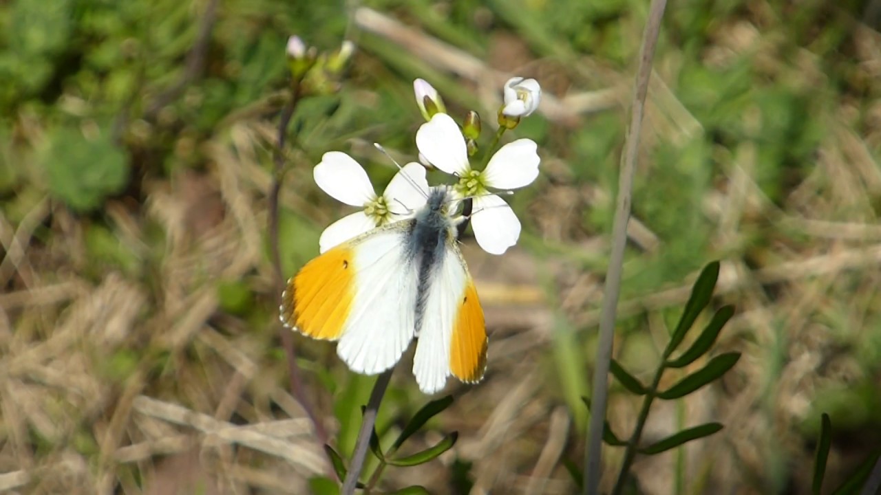 Butterfly - Orange Tip - Cardamine Flowers - Hrafnaklukka - Fiðrildi - Villtar plöntur