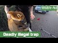 Deadly illegal trap and wildlife rescuer bitten!